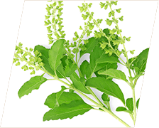 CortiSync Ingredient Holy-Basil
