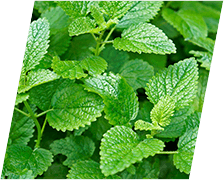 CortiSync Ingredient Lemon-Balm