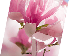 CortiSync Ingredient Magnolia