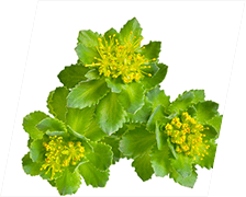 CortiSync Ingredient Rhodiola