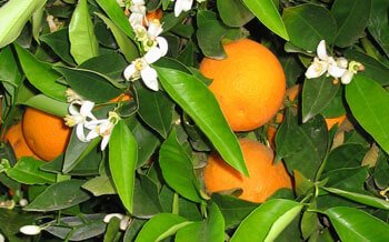 Viasil Ingredients Citrus Sinensis